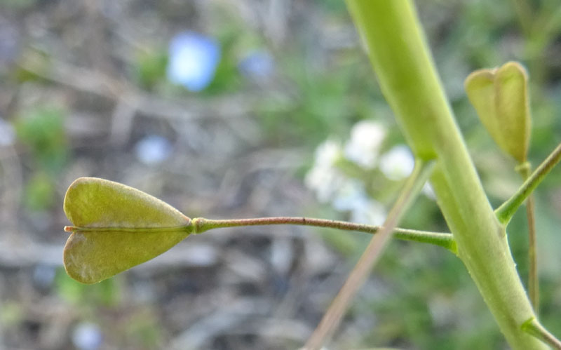 Capsella bursa-pastoris / Borsapastore comune